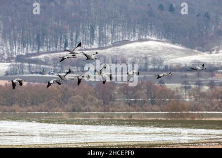 Grue commune (Grus Grus) sur la migration printanière vers le nord, affluent en vol, Basse-Saxe, Allemagne Banque D'Images