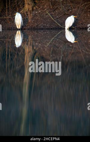 Grand Egret (Casmerodius albus) deux au bord du lac en hiver, Basse-Saxe, Allemagne Banque D'Images