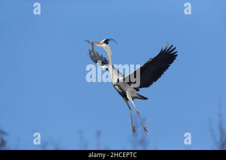 Héron gris (Ardea cinerea) en vol transportant du matériel de nid, Basse-Saxe Allemagne Banque D'Images