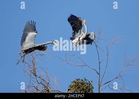 Couple de héron gris (Ardea cinerea) luttant dans le milieu de l'air au-dessus de la rookerie, Basse-Saxe, Allemagne Banque D'Images