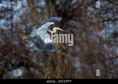 Héron gris (Ardea cinerea) en vol transportant du matériel de nid, Basse-Saxe Allemagne Banque D'Images