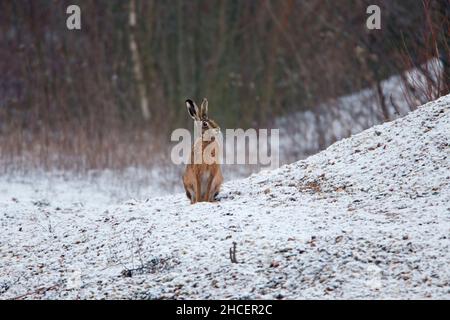 Alerte au lièvre européen (Lepus euroapeus) sur le tas de gravier de la Basse-Saxe Allemagne Banque D'Images