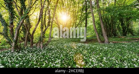 Forêt d'ail sauvage au printemps Banque D'Images