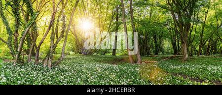 Fleurs d'ail sauvages dans la forêt au coucher du soleil, vue panoramique Banque D'Images