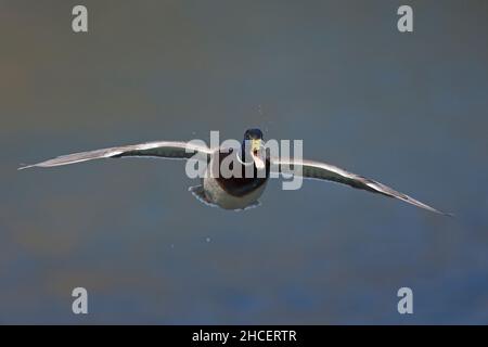 Mallard (Anas platyrhynchos) drake appelant en vol Basse-Saxe Allemagne Banque D'Images