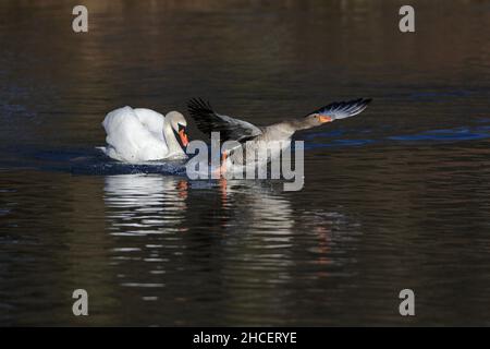 Mute Swan (Cygnus olor) territorial mâle pourchassant l'oie de Graylag, (Anser anser), sur le lac Basse-Saxe Allemagne Banque D'Images