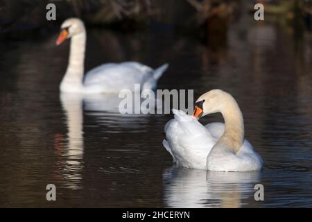 Mute Swan (Cygnus olor) couple de reproduction sur le lac Basse-Saxe Allemagne Banque D'Images