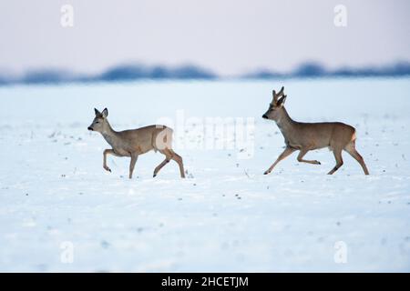 Roe Deer (Capranolus capranolus) un buck en bast et un doe qui traîne sur un champ couvert de neige en Basse-Saxe Allemagne Banque D'Images