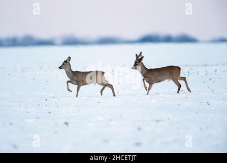 Roe Deer (Capranolus capranolus) un buck en bast et un doe qui traîne sur un champ couvert de neige en Basse-Saxe Allemagne Banque D'Images