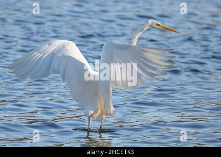 Grand Egret flipping ses grandes ailes pour l'équilibre tout en essayant de pêcher le poisson dans les échalotes d'un lac.Hertfordshire, Angleterre, Royaume-Uni. Banque D'Images