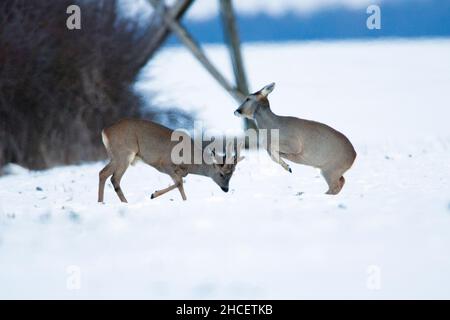 Cerf de Roe (Capranolus capranolus) un buck en bast sparring avec un doe sur un champ couvert de neige Basse-Saxe Allemagne Banque D'Images