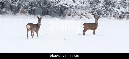 Cerf de Virginie (Capranolus capranolus) un buck et une doe se nourrissant sur un terrain enneigé Basse-Saxe Allemagne Banque D'Images