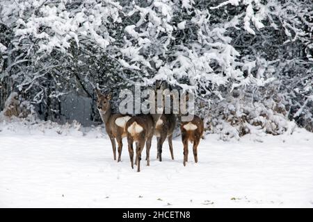 ROE Deer (Capréolus capréolus) Groupe en alerte permanente sur les champs enneigés Basse-Saxe Allemagne Banque D'Images