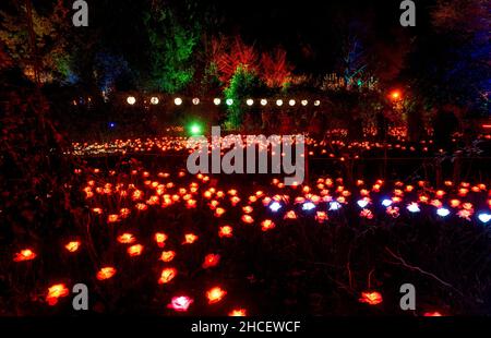 Spectacle de lumière de Noël à Dunham Massey Manchester 2021 Banque D'Images