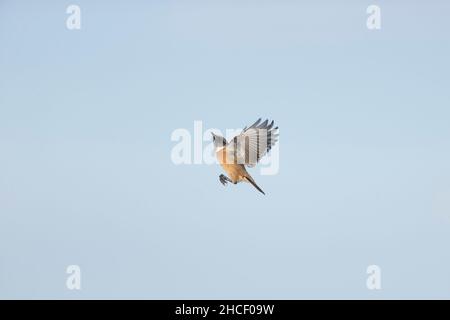 European stonechat (Saxicola rubicola) hiver plumage adulte mâle volant, Suffolk, Angleterre, novembre Banque D'Images