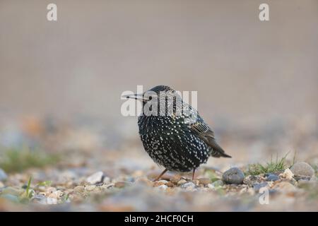 Le plumage adulte non reproductrice de l'espèce Common Starling (Sturnus vulgaris) se tenant sur la plage de galets, Suffolk, Angleterre, décembre Banque D'Images