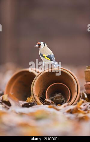 European Goldfinch (Carduelis carduelis) adulte perchée sur des pots de fleurs abritant le crapaud commun (Bufo bufo) adulte, Suffolk, Angleterre, décembre Banque D'Images