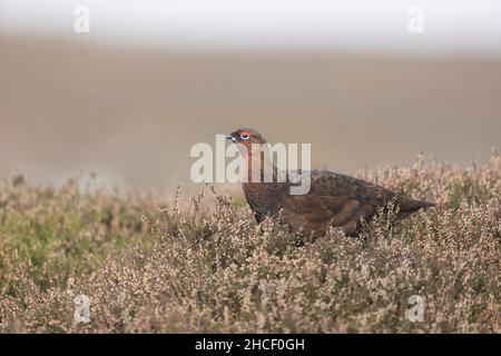 Tétras rouge (Lagopus lagopus scoticus) adulte mâle debout sur la lande, Yorkshire, Angleterre, novembre Banque D'Images