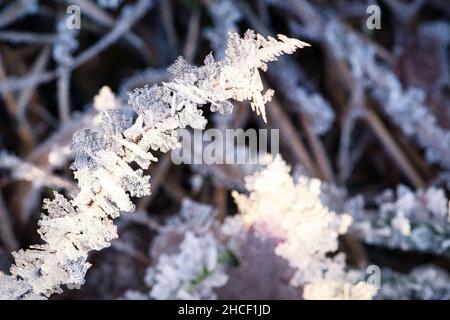 Des cristaux de glace se sont formés sur les lames de l'herbe et ont gelé dans toutes les directions.Des formes structurellement riches et bizarres sont apparues.Coup de feu d'hiver du Brandebourg Banque D'Images