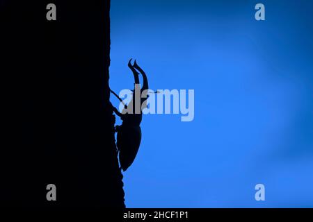 Coléoptère européen (Lucanus cervus) avec de grandes mandibles / mâchoires grimpant sur le tronc d'arbre de chêne silhoueté au crépuscule en été Banque D'Images