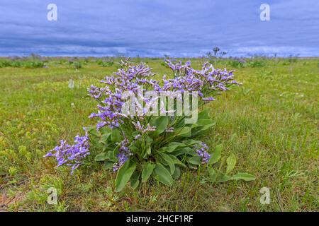 Fleur halophyte commune de lavande de mer (Limonium vulgare) dans le marais salé / saltmarais en été Banque D'Images