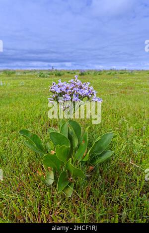 Fleur halophyte commune de lavande de mer (Limonium vulgare) dans le marais salé / saltmarais en été Banque D'Images