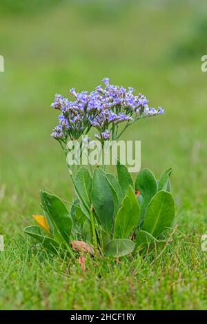 Fleur halophyte commune de lavande de mer (Limonium vulgare) dans le marais salé / saltmarais en été Banque D'Images