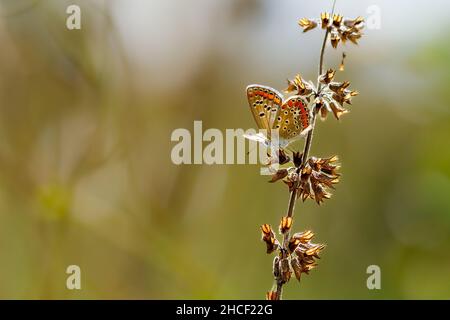 Un papillon en cuivre sur une prairie Banque D'Images