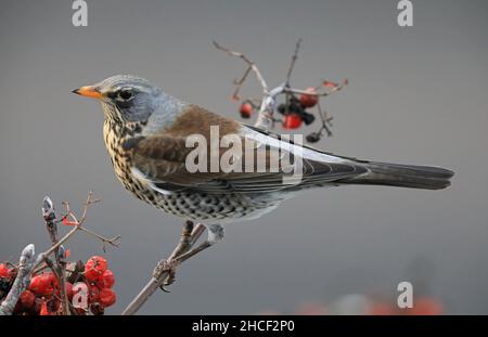 Fieldfare, assis sur une branche avec des baies de Rowan Banque D'Images