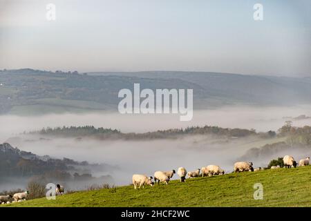 Royaume-Uni, Angleterre, Devonshire, Teign Valley.Brume matinale au-dessus de la vallée dans le sud du Devon. Banque D'Images