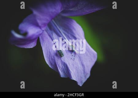 Ruellia sont des plantes à fleurs communément appelées ruellias ou pétunias sauvages.Ce sont des plantes ornementales populaires et certaines sont utilisées comme plantes médicinales, mais beaucoup sont connues ou soupçonnées d'être toxiques.Belize. Banque D'Images