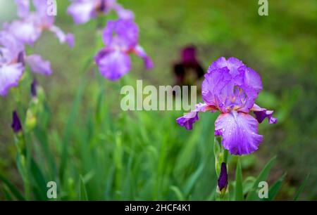 Gros plan d'un iris barbu violet fleuri dans le jardin. Banque D'Images