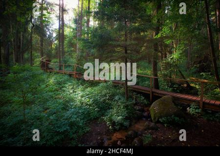Pont piétonnier en bois sur les sources et la rivière en forêt.Le sentier écologique de Holy Springs, région de Minsk, district de Minsk, Bélarus. Banque D'Images