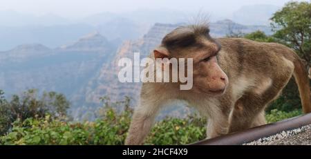 Singe asiatique de l'Inde assis au bord d'une falaise avec une expression curieuse. Tourné avec un ciel bleu nuageux et la gamme de montagnes de mahabaleshwar Banque D'Images