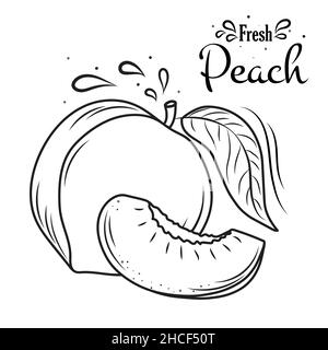 Dessin de fruits de pêche, illustration vectorielle dessinée à la main.Dessin à la main de fruits de pêche.Pour les brochures, les bannières, les menus de restaurant et de marché Illustration de Vecteur