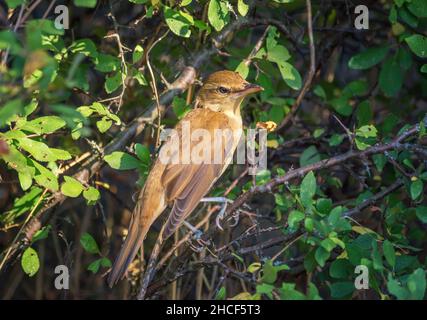 Nightingale - Luscinia megarhynchos également connu sous le nom de rufous nightingale, petit oiseau brun de passerine mieux connu pour sa puissante et belle chanson. Banque D'Images