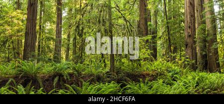 Un arbre recouvert de mousse et dword FernsGrow provenant d'un séquoias tombé dans la Simpson Reed Grove dans le parc national Jedediah Smith Redwoods, Crescent City, Cal Banque D'Images