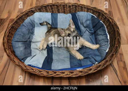 mignon chien de terrier cairn dans son panier sur les mattres Banque D'Images