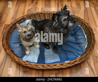 Un chien âgé Cairn Terrier et un chien Cairn Terrier mignon sont assis dans le même panier Banque D'Images