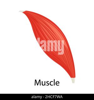 Icône de muscle humain, illustration vectorielle modèle plat isolé sur blanc.Graphiques colorés Illustration de Vecteur