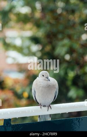 Colombe beige eurasienne à collier, assise sur des rambardes. Banque D'Images