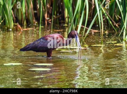 Un Ibis brillant (Plegadis falcinellus) qui se trouve dans un lac.Réserve naturelle nationale d'Anahuac.Houston, Texas, États-Unis. Banque D'Images