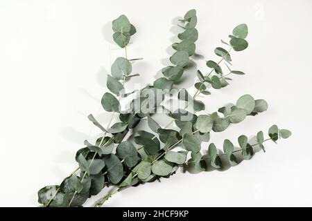 Feuilles vertes eucalyptus isolées sur fond blanc.Pose à plat.Directement au-dessus. Banque D'Images