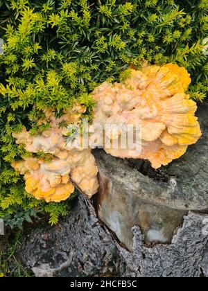 Champignons sauvages sur l'arbre, Laetiporus sulfureus Banque D'Images