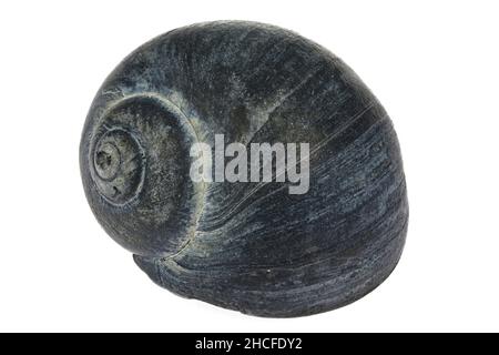 Périwinkle commun (Littorina littorea) de la côte hollandaise de la mer du Nord isolée sur fond blanc Banque D'Images