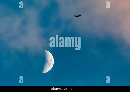 California Condor, Gymnogans californianus, qui s'envolent avec la Lune au-dessus du parc national des Pinnacles, Californie, États-Unis Banque D'Images