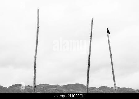 Un petit oiseau noir perché sur un grand bâton de bambou, à Inle Lake, Myanmar Banque D'Images