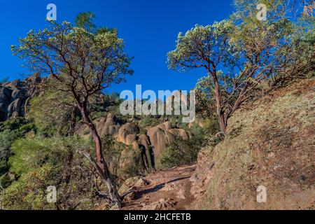 Manzanita, Manzanita glauca, dans le parc national des pinnacles, Californie, Etats-Unis Banque D'Images