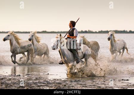 Wrangler herding des chevaux blancs sur la côte de la Camargue en France Banque D'Images