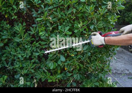 Tailler une plante de jardin de Pittosporum à l'aide d'une tondeuse. Banque D'Images